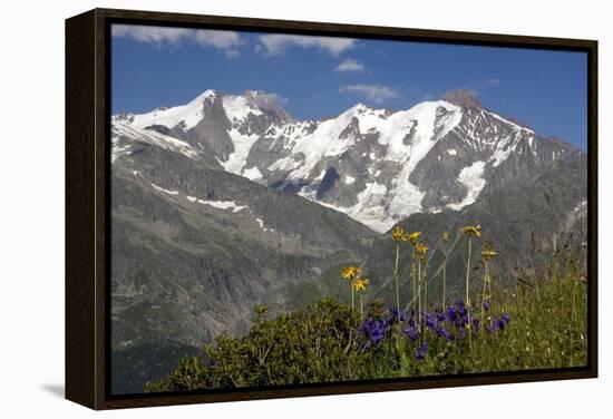 Arnica Montana And Mont Blanc-Bob Gibbons-Framed Premier Image Canvas