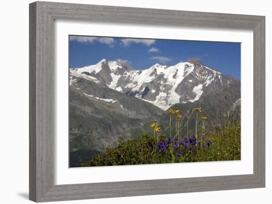 Arnica Montana And Mont Blanc-Bob Gibbons-Framed Photographic Print