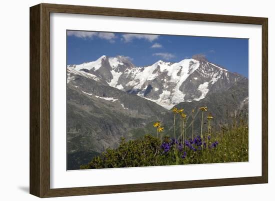 Arnica Montana And Mont Blanc-Bob Gibbons-Framed Photographic Print