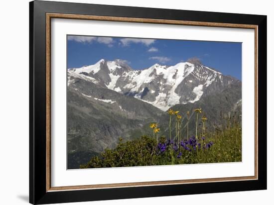 Arnica Montana And Mont Blanc-Bob Gibbons-Framed Photographic Print