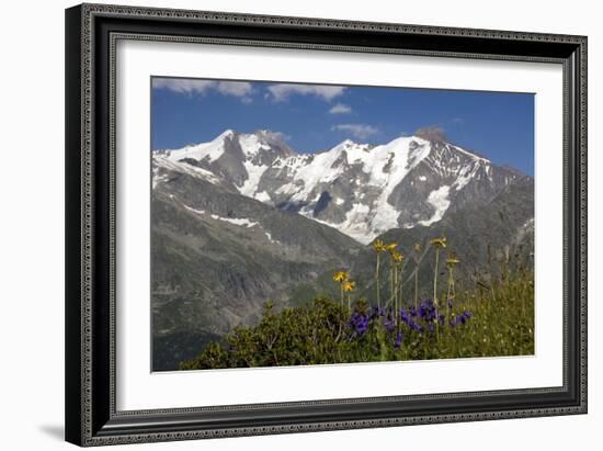 Arnica Montana And Mont Blanc-Bob Gibbons-Framed Photographic Print