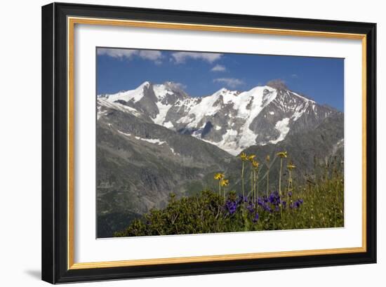 Arnica Montana And Mont Blanc-Bob Gibbons-Framed Photographic Print