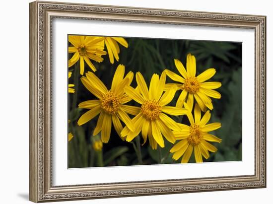 Arnica Montana-Archie Young-Framed Photographic Print
