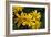 Arnica Montana-Archie Young-Framed Photographic Print