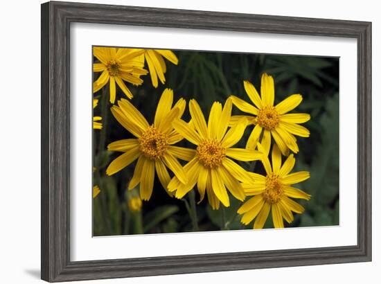 Arnica Montana-Archie Young-Framed Photographic Print