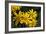 Arnica Montana-Archie Young-Framed Photographic Print