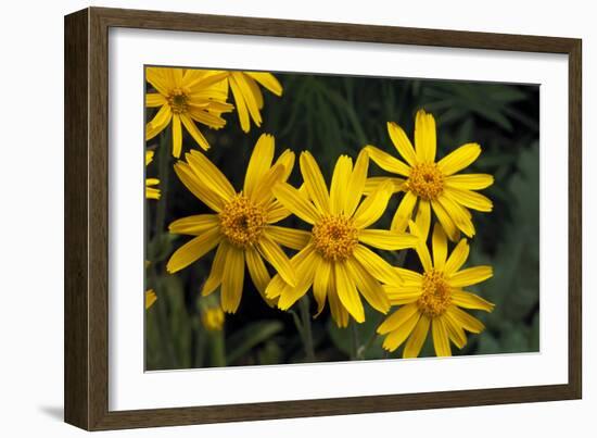 Arnica Montana-Archie Young-Framed Photographic Print