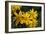 Arnica Montana-Archie Young-Framed Photographic Print