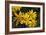 Arnica Montana-Archie Young-Framed Photographic Print