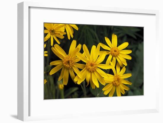 Arnica Montana-Archie Young-Framed Photographic Print