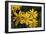 Arnica Montana-Archie Young-Framed Photographic Print