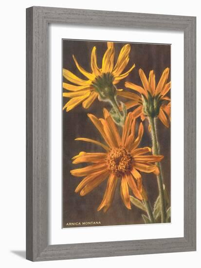 Arnica Montana-null-Framed Art Print