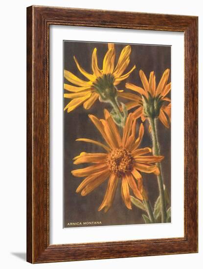 Arnica Montana-null-Framed Art Print