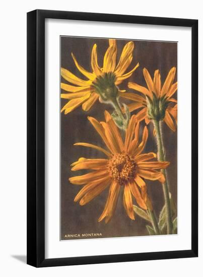 Arnica Montana-null-Framed Art Print