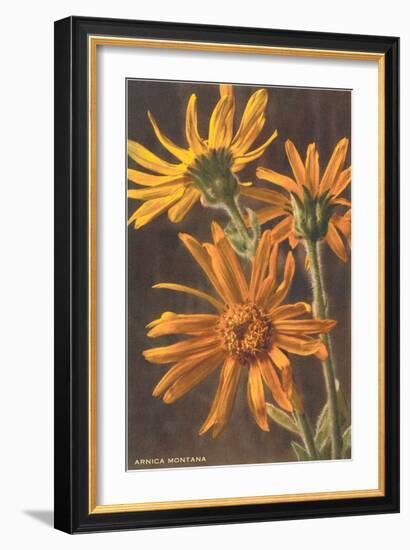 Arnica Montana-null-Framed Art Print