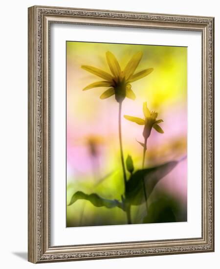 Arnica-Ursula Abresch-Framed Photographic Print