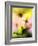 Arnica-Ursula Abresch-Framed Photographic Print