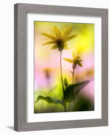 Arnica-Ursula Abresch-Framed Photographic Print