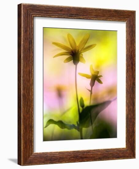 Arnica-Ursula Abresch-Framed Photographic Print