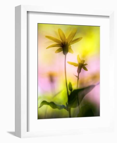 Arnica-Ursula Abresch-Framed Photographic Print