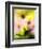 Arnica-Ursula Abresch-Framed Photographic Print