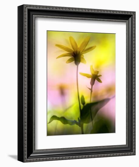 Arnica-Ursula Abresch-Framed Photographic Print