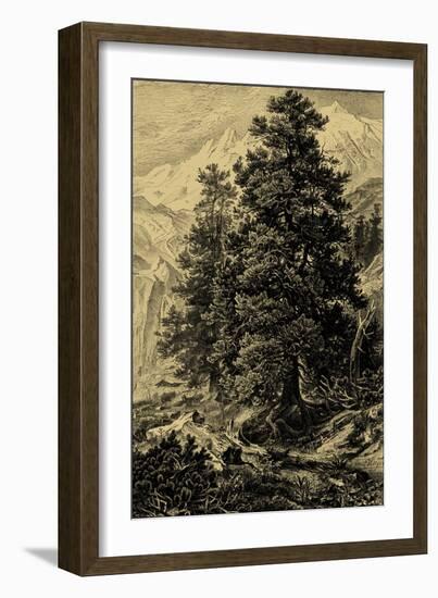 Arolla Pine-Ernst Heyn-Framed Art Print