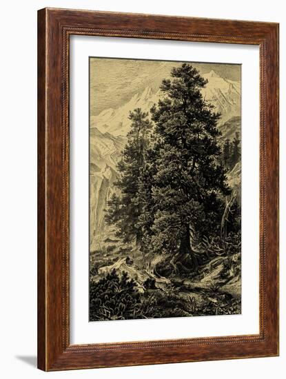 Arolla Pine-Ernst Heyn-Framed Art Print