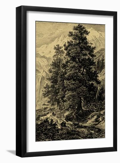 Arolla Pine-Ernst Heyn-Framed Art Print