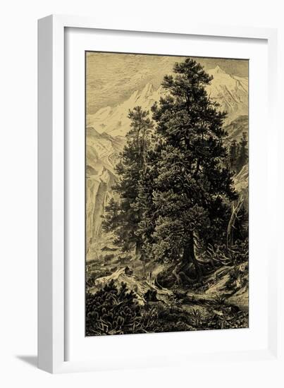 Arolla Pine-Ernst Heyn-Framed Art Print