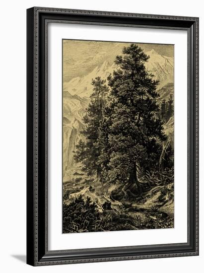 Arolla Pine-Ernst Heyn-Framed Art Print