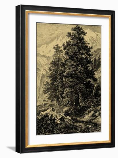 Arolla Pine-Ernst Heyn-Framed Art Print