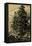 Arolla Pine-Ernst Heyn-Framed Stretched Canvas