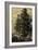 Arolla Pine-Ernst Heyn-Framed Art Print