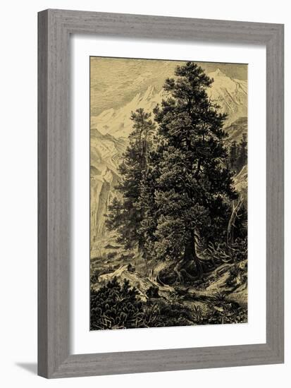 Arolla Pine-Ernst Heyn-Framed Art Print