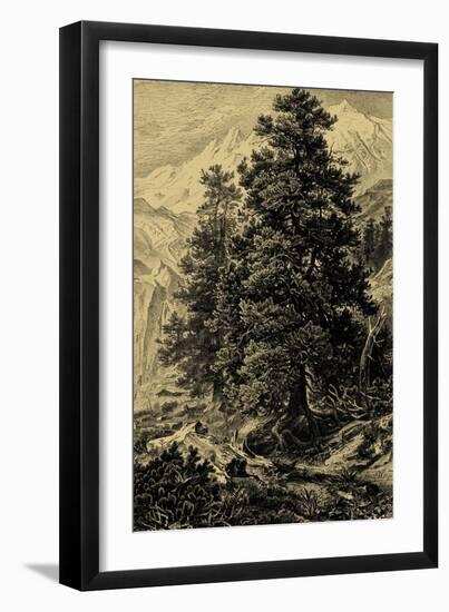 Arolla Pine-Ernst Heyn-Framed Art Print