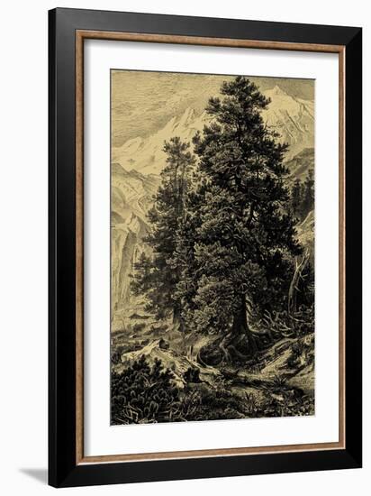 Arolla Pine-Ernst Heyn-Framed Art Print