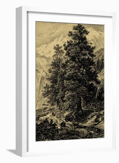 Arolla Pine-Ernst Heyn-Framed Art Print