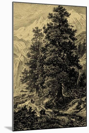 Arolla Pine-Ernst Heyn-Mounted Art Print