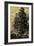 Arolla Pine-Ernst Heyn-Framed Art Print