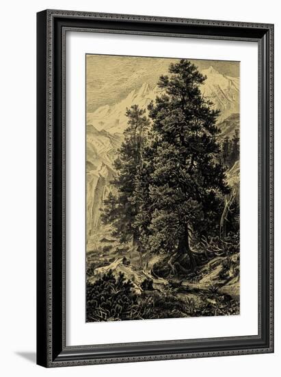 Arolla Pine-Ernst Heyn-Framed Art Print