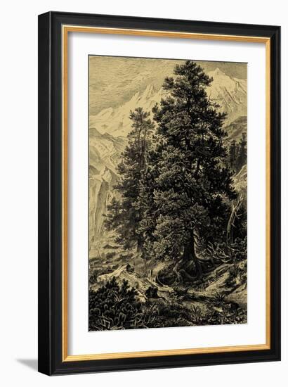 Arolla Pine-Ernst Heyn-Framed Art Print