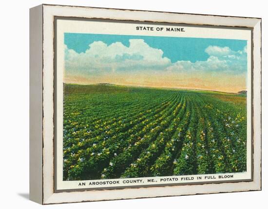 Aroostook County, Maine, View of a Potato Field in Full Bloom-Lantern Press-Framed Stretched Canvas