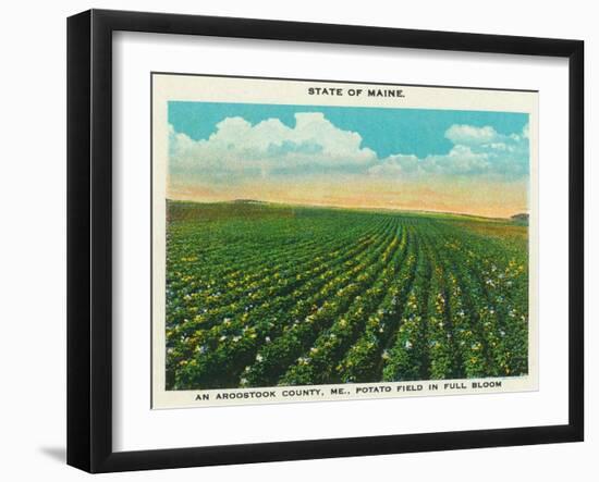 Aroostook County, Maine, View of a Potato Field in Full Bloom-Lantern Press-Framed Art Print