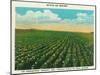 Aroostook County, Maine, View of a Potato Field in Full Bloom-Lantern Press-Mounted Art Print