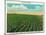 Aroostook County, Maine, View of a Potato Field in Full Bloom-Lantern Press-Mounted Art Print