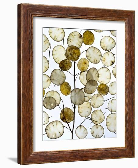 Arrangement of Annual honesty seed heads-Ernie Janes-Framed Photographic Print