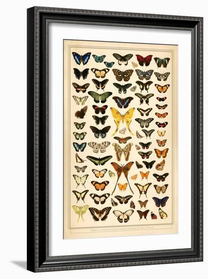 Array of Butterflies and Moths-null-Framed Premium Giclee Print