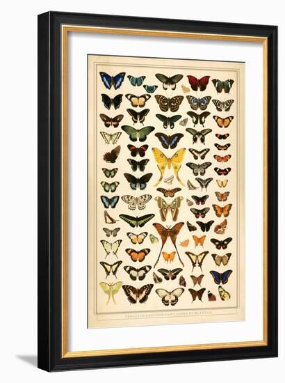 Array of Butterflies and Moths-null-Framed Premium Giclee Print