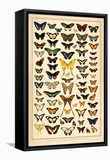 Array of Butterflies and Moths-null-Framed Stretched Canvas